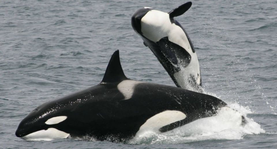 Tahlequah, calf, Tahlequah is pregnant once more, whales, John Durban,  orca, pregnant,  dead calf 17 days, world news, global news
