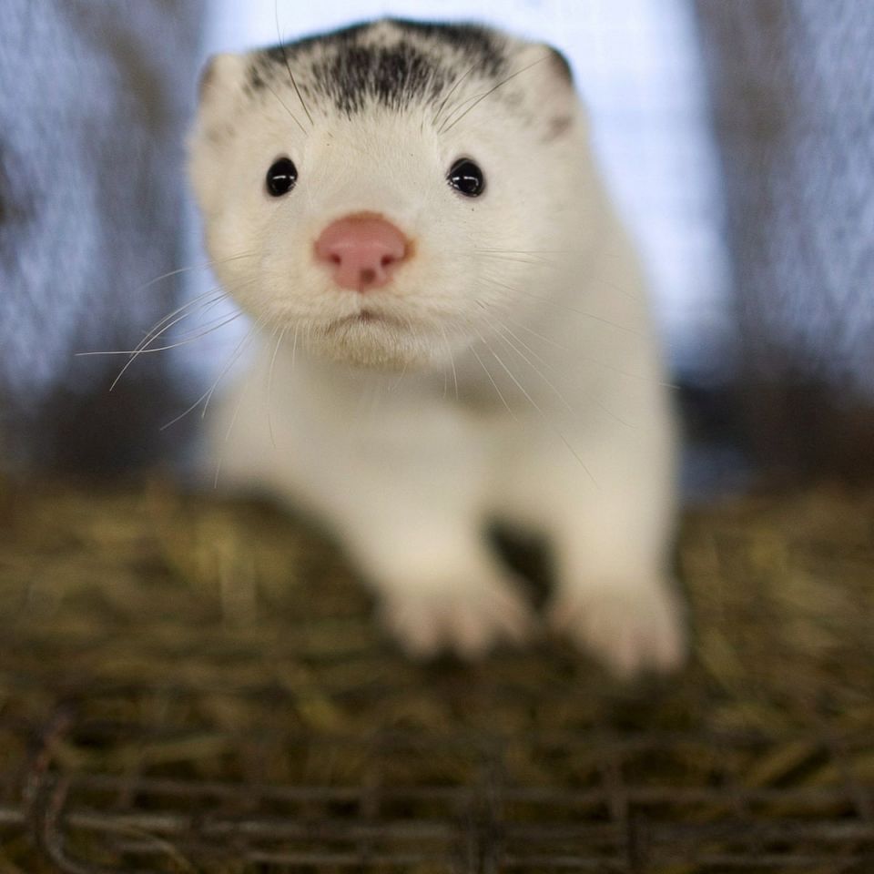 coronavirus, minks, culled,  The World Health Organization, pandemic,  coronavirus hotspots, animal-to-human transmission, Joaquin Olona,  Aragon's minister of agriculture, spain