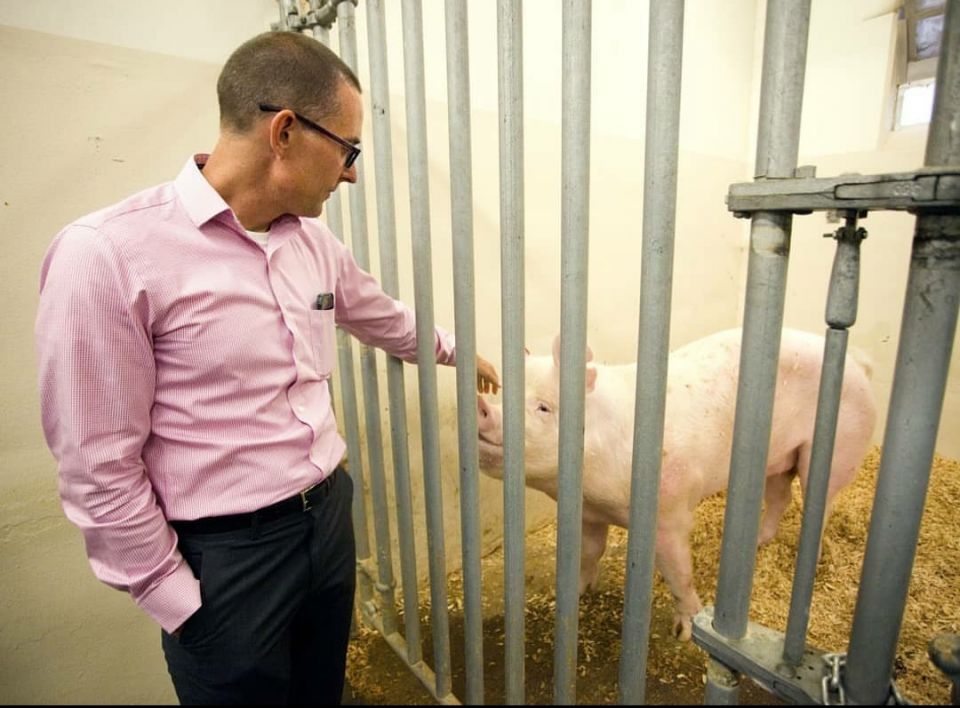 Pigs, Scientist, Disease-Resistant Pigs Pigs, Scientist, Disease-Resistant Pigs