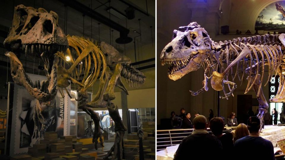 Black Hills Institute in South Dakota,  Buy a Dianosaur,  Dinosaur,  T. Rex Skeletons,  World greatest,  Worlds Biggest, STAN