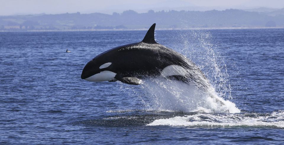 Tahlequah, calf, Tahlequah is pregnant once more, whales, John Durban,  orca, pregnant,  dead calf 17 days, world news, global news