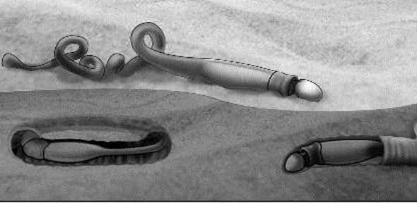 Ancient worms, oxygen, oceans, nascent animals, primordial land vegetation, worms, photosynthesis ocean Ancient worms, oxygen, oceans, nascent animals, primordial land vegetation, worms, photosynthesis ocean