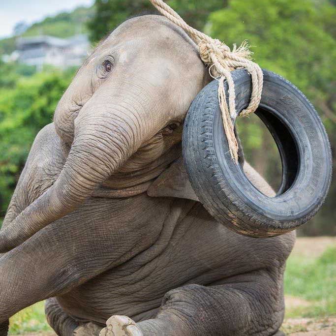elephants gym, uttrakhand, elephants, Rajaji Tiger Reserve park
