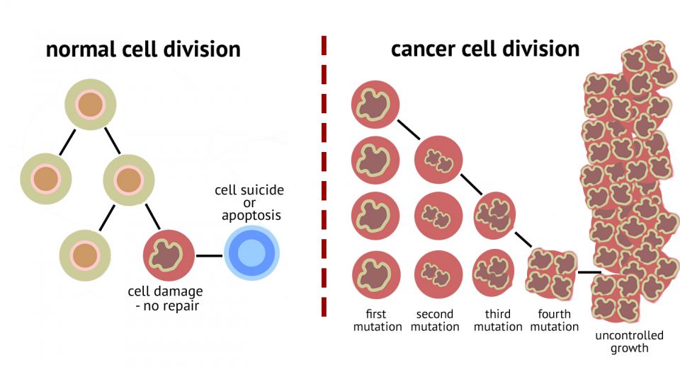 neoplastic cells, fluorescently, chromosomes, stellar microtubules, dynamic tubule structure, supermolecule (EB1) neoplastic cells, fluorescently, chromosomes, stellar microtubules, dynamic tubule structure, supermolecule (EB1)