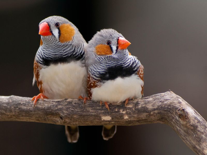 Bird , song, Zebra Finches, spirited songbirds , equid finches