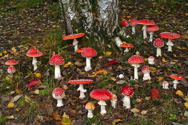 Amanita muscaria, ibotenic acid and muscimol
