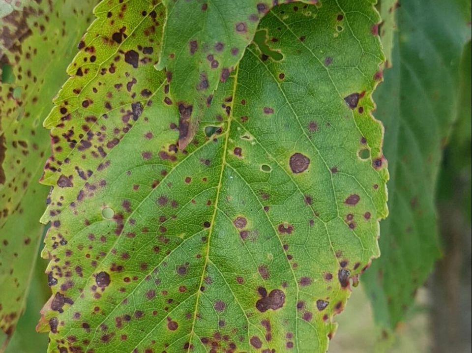 diseases, virus, Cherry rusty mottle virus, Rusty's mottle illness, cherry diseases, virus, Cherry rusty mottle virus, Rusty's mottle illness, cherry