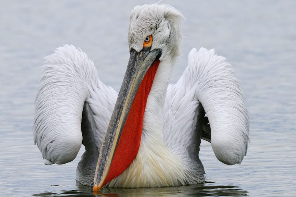 Pelicans, long mouth Bird , Huge throat Bird, Migrating Bird Pelicans, long mouth Bird , Huge throat Bird, Migrating Bird