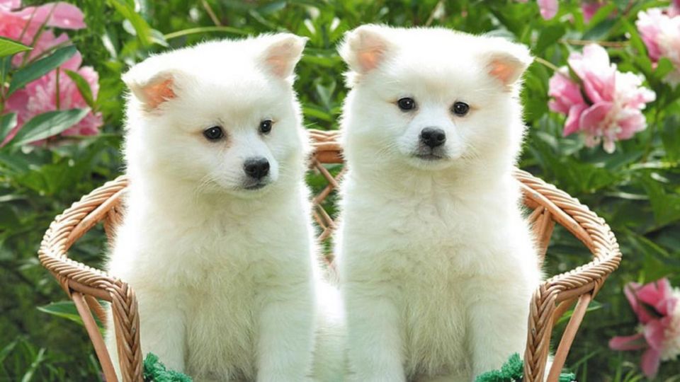 government assistance suggestions , puppy, dogs, animals news