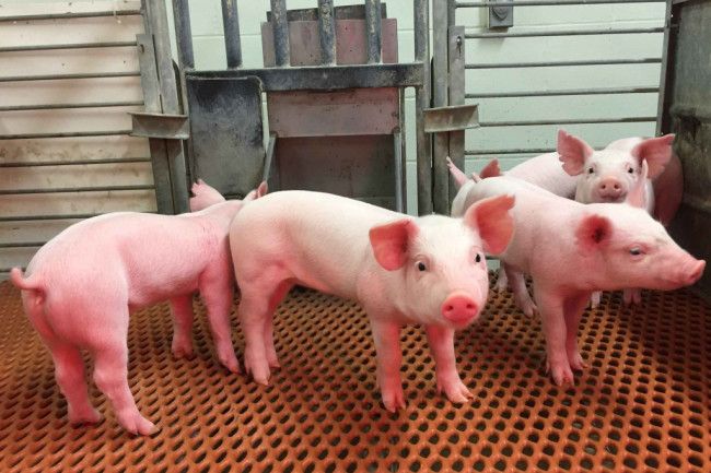 Pigs, Scientist, Disease-Resistant Pigs Pigs, Scientist, Disease-Resistant Pigs