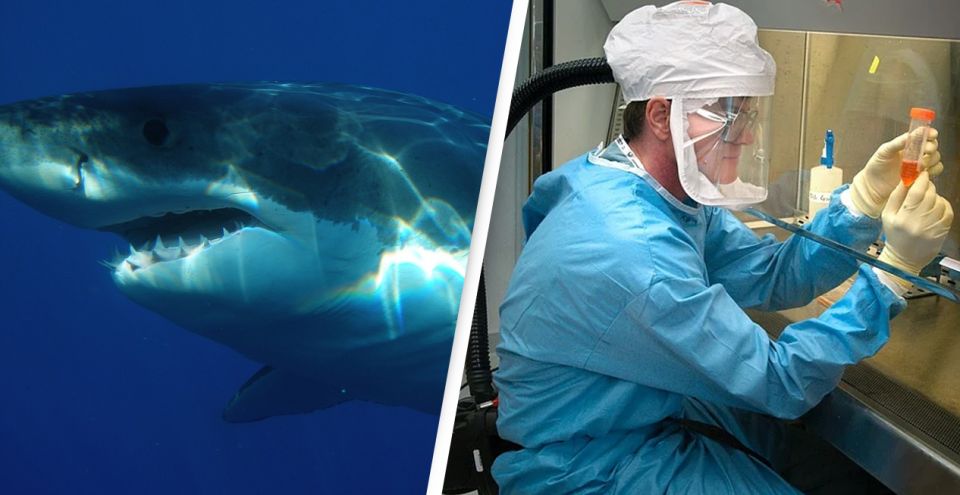 Sharks, COVID-19, Death, half of million, health Sharks, COVID-19, Death, half of million, health