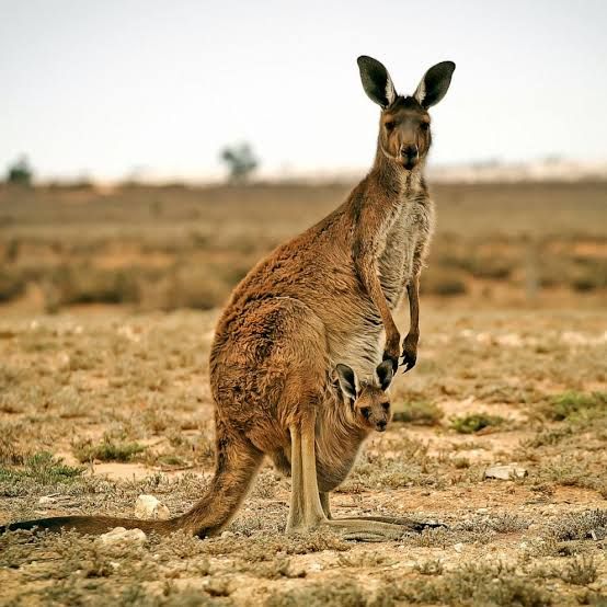 Sydney , London, kangaroos, Australia, ecological conditions Sydney , London, kangaroos, Australia, ecological conditions