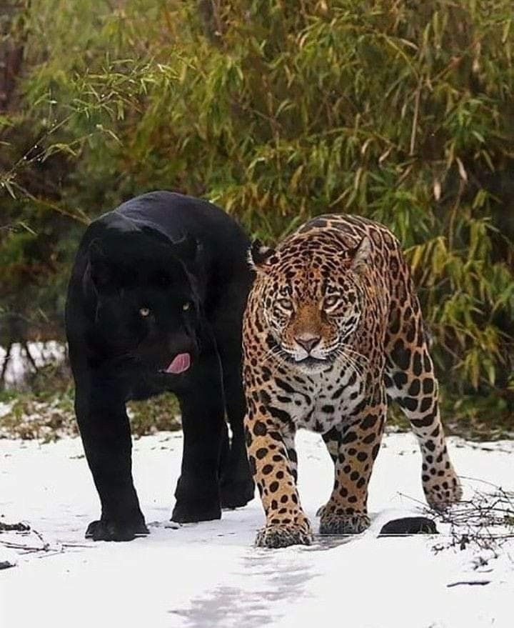 The Eternal Couple: Mithun H The Young Photographer Behind It Pursuing Since A Long Time., Mithun H, shooting in the wild, wildlife photography, Karnataka Forest, Saaya and Cleopatra