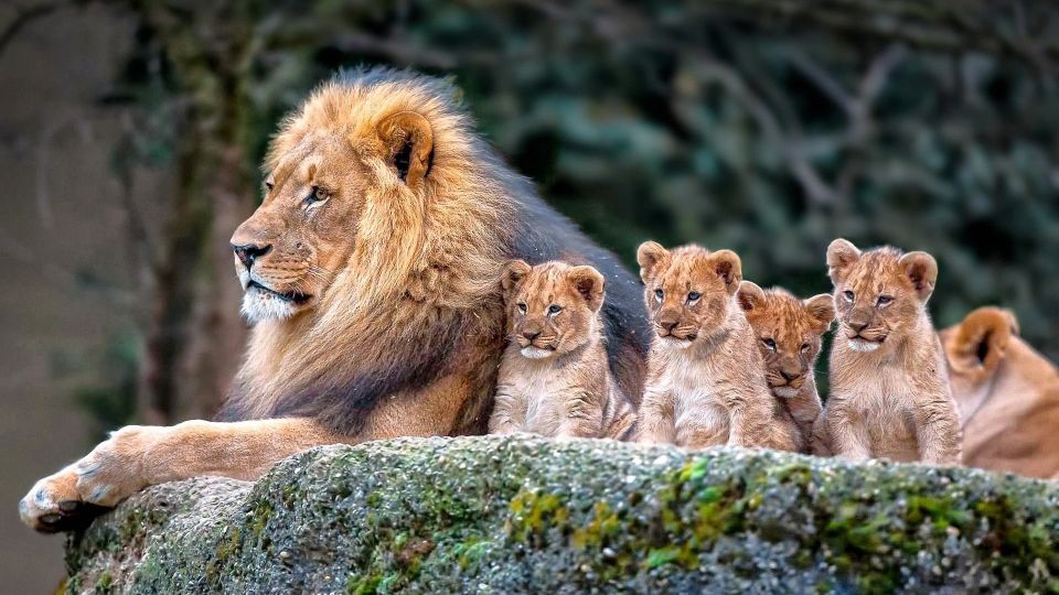 World Lion Day 2020, King Of Jungle. , Lion day 10th August, Asiatic lion, Gir forest, Gujrat, The Asiatic lion World Lion Day 2020, King Of Jungle. , Lion day 10th August, Asiatic lion, Gir forest, Gujrat, The Asiatic lion