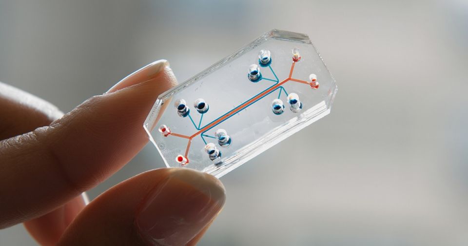 human body, chips, harward, drugs and medicines, Harvard team, human body using organ chips human body, chips, harward, drugs and medicines, Harvard team, human body using organ chips