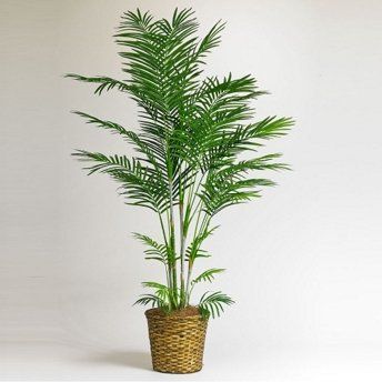 NASA, Plants, Chrysanthemum, Bamboo Palm, English IVY, Flamingo Lily, Money plants, Snake plants, Peace lily, NASA: This 7 plants clean the air in your home. NASA, Plants, Chrysanthemum, Bamboo Palm, English IVY, Flamingo Lily, Money plants, Snake plants, Peace lily, NASA: This 7 plants clean the air in your home.