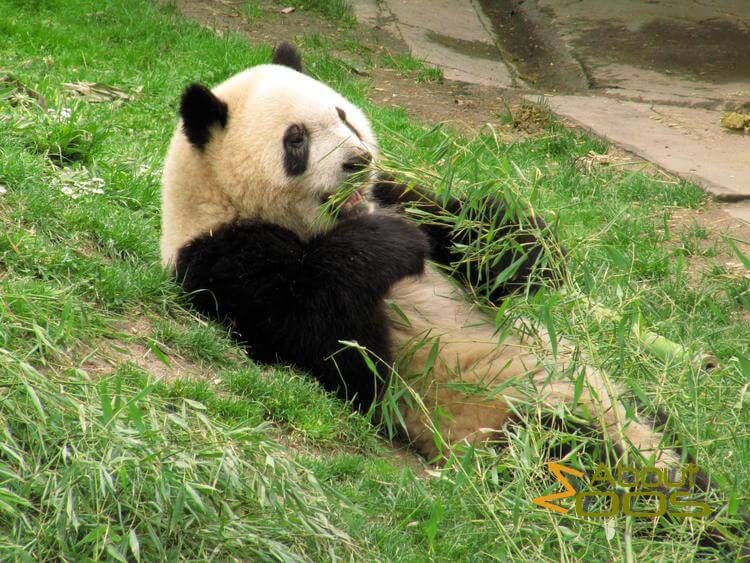 22-Year-Old Mammoth Panda Mei Xiang Gives Birth At National Zoo, Pandas, mammoth panda , China. , Smithsonian zoo, Washington DC, offspring around 6:35 p.m, Gives Birth 22-Year-Old Mammoth Panda Mei Xiang Gives Birth At National Zoo, Pandas, mammoth panda , China. , Smithsonian zoo, Washington DC, offspring around 6:35 p.m, Gives Birth