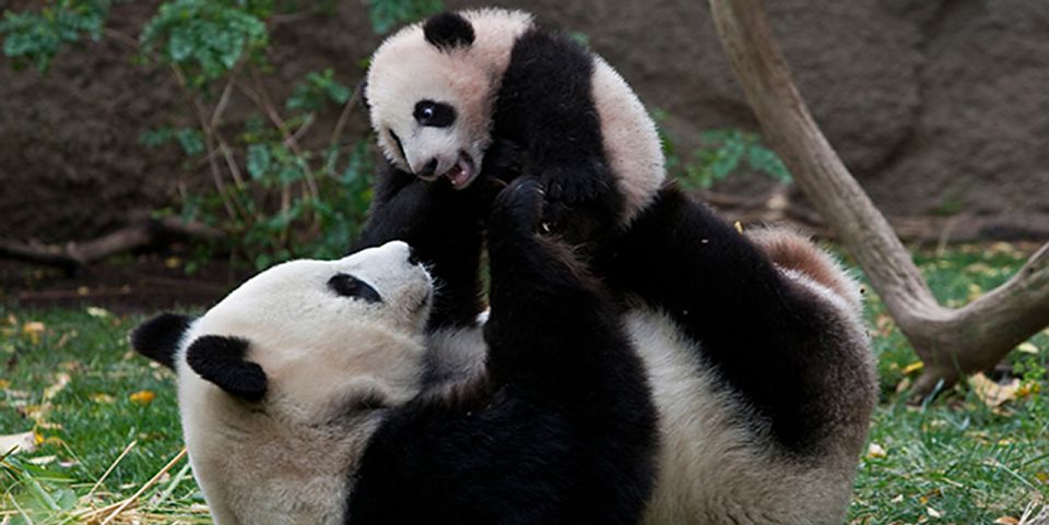china, panda, mammoth panda, chengdu, Yellowstone National Park, multispecies umbrella methodology