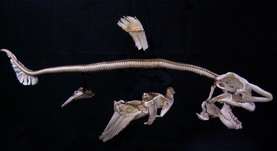 Sharks, trees, Megalodon, zoology, sharks world, Ordovician Period Sharks, trees, Megalodon, zoology, sharks world, Ordovician Period