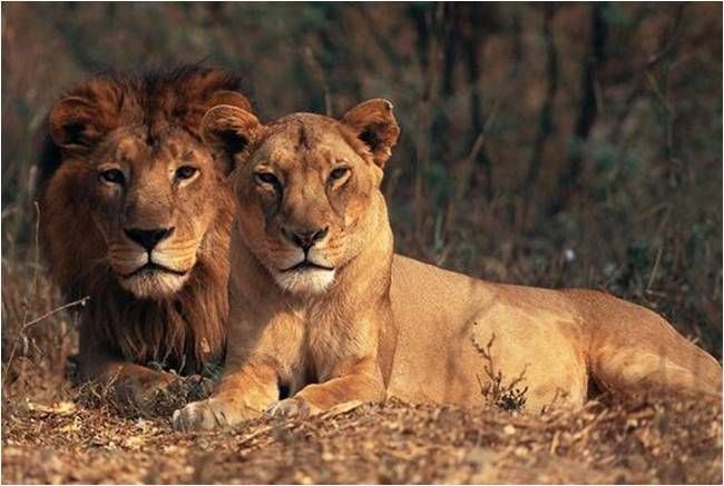 World Lion Day 2020, King Of Jungle. , Lion day 10th August, Asiatic lion, Gir forest, Gujrat, The Asiatic lion World Lion Day 2020, King Of Jungle. , Lion day 10th August, Asiatic lion, Gir forest, Gujrat, The Asiatic lion
