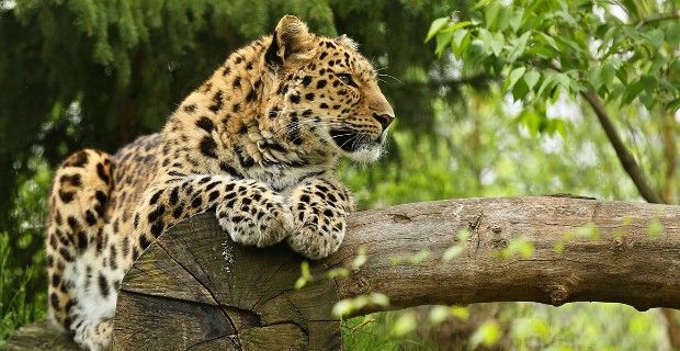 Destroying Nature,  Exploiting,  Humans Misusing,  Nature,  Unprecedent use