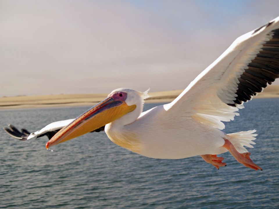 Pelicans, long mouth Bird , Huge throat Bird, Migrating Bird Pelicans, long mouth Bird , Huge throat Bird, Migrating Bird