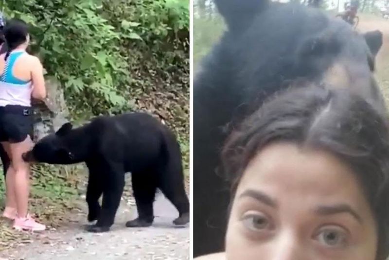 Chipinque Ecological Park, male mountain bear weighing 96kg, the amicable bear