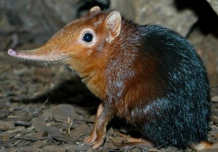 Mokola virus, Animal Virus, Zoonotic , Gregorian calendar, East London Mokola virus, Animal Virus, Zoonotic , Gregorian calendar, East London