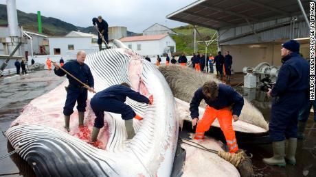 world, Iceland , Whaling , Nature , banned world, Iceland , Whaling , Nature , banned
