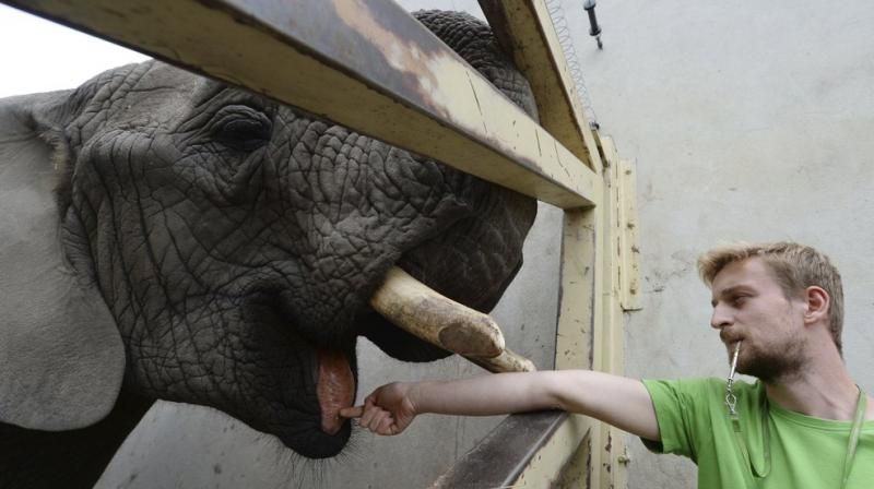 Scientists, oil, 23-year-old Fryderyka, Dr. Agnieszka Czujkowska, Cannabidiol Oil, CBD Scientists, oil, 23-year-old Fryderyka, Dr. Agnieszka Czujkowska, Cannabidiol Oil, CBD