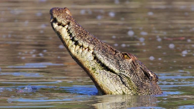 Fears for Australian Child Missing After Croc Attack, Fears for Australian , Australian Child Missing After Croc Attack , Australian, Child Missing After Croc Attack , Croc Attack Fears for Australian Child Missing After Croc Attack, Fears for Australian , Australian Child Missing After Croc Attack , Australian, Child Missing After Croc Attack , Croc Attack