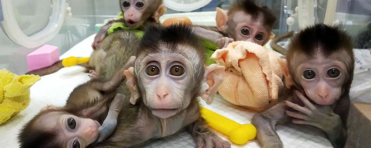 Chinese scientists , human, monkey, brain Chinese scientists , human, monkey, brain