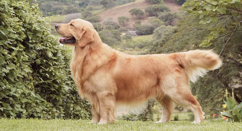 Dogs, India, Pugs,  golden retriever, Labrador , Indian spitz, Indian Parish Dog