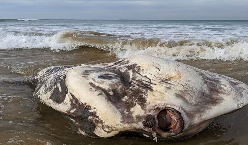 Kennett River , Ocean Sunfish.