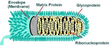 rabies, virus, worldvirus, dangerousvirus, Rhabdoviridae rabies, virus, worldvirus, dangerousvirus, Rhabdoviridae