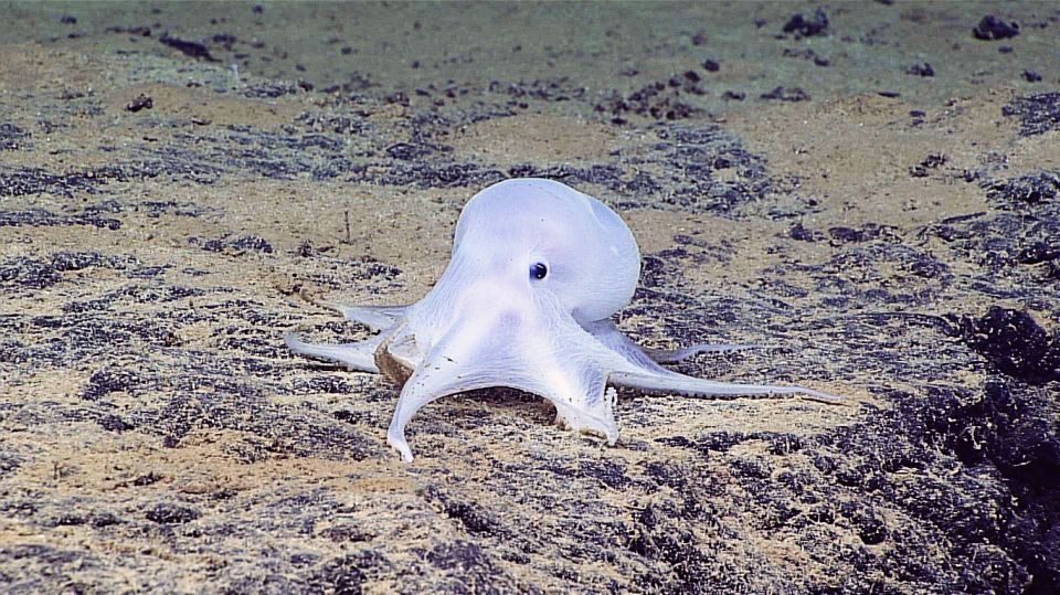 sea, sea life, ocen, new species, ocean life, discovery, Isoparactis fionae, Haussermann, 100 new species sea, sea life, ocen, new species, ocean life, discovery, Isoparactis fionae, Haussermann, 100 new species