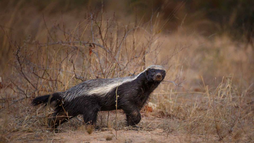Honey, bee, Honey badgers, geographical area, mammals