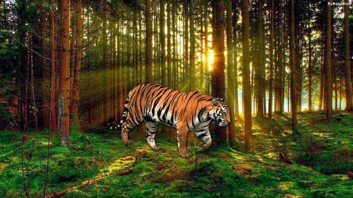 Corbett Tiger Reserve,  ladies nature controls , CTR, Ladies guide, Tigers In India