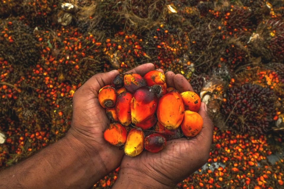 Palm oil, CBP, US, vegetable oil, Facebook