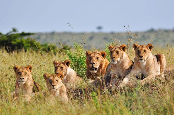World Lion Day 2020, King Of Jungle. , Lion day 10th August, Asiatic lion, Gir forest, Gujrat, The Asiatic lion World Lion Day 2020, King Of Jungle. , Lion day 10th August, Asiatic lion, Gir forest, Gujrat, The Asiatic lion