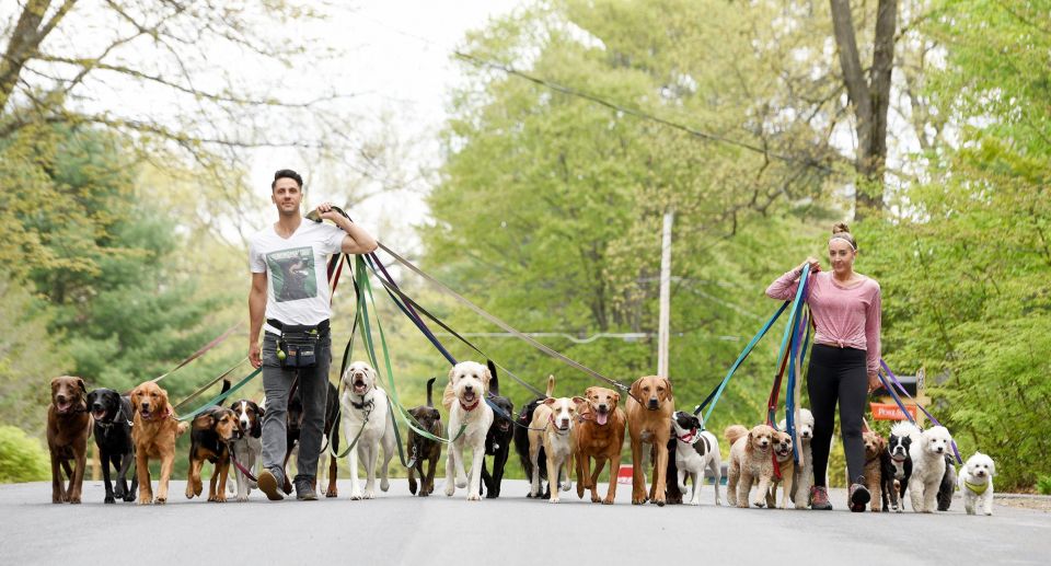 UK Reporter, Netizens, Mixes Up 'Dog Walkers' And 'Joggers' , doggers, not doggers, Greenwich Park in London, global news, Carol Kirkwood UK Reporter, Netizens, Mixes Up 'Dog Walkers' And 'Joggers' , doggers, not doggers, Greenwich Park in London, global news, Carol Kirkwood