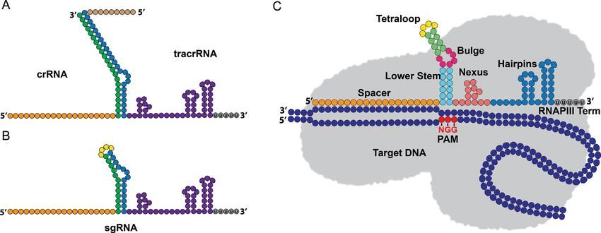 Streptococcus pyogenes Cas9, CRISPR-Cas, DNA sequence, IBS, IBS Research