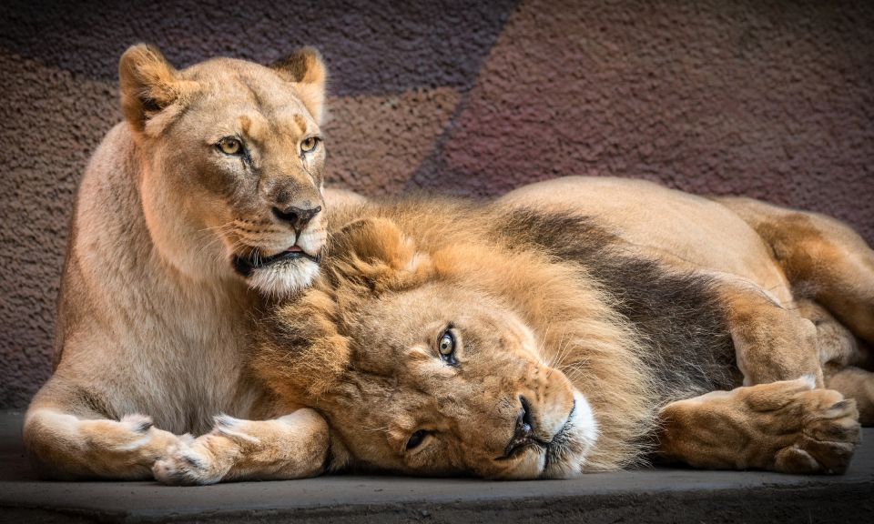 Hubert And Kalisa,  Long-Term African Lion Accomplices At The L.A. Zoo Are Euthanized., Hubert And Kalisa Long-Term African Lion Accomplices At The L.A. Zoo, African lions, Woodland Park Zoo, Chicago's Lincoln Park Zoo