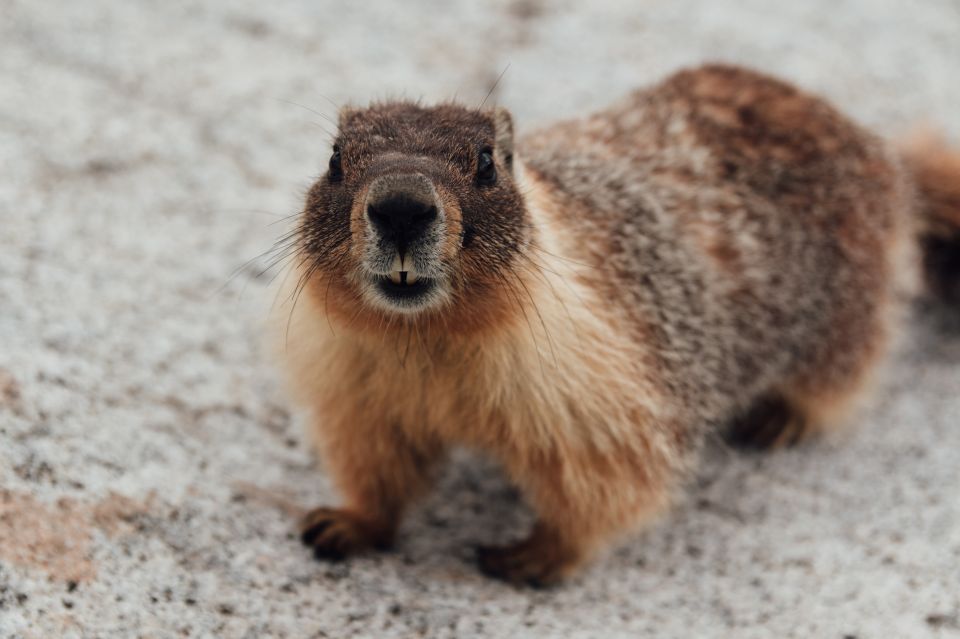 China, Mongolia, Bubonic plague, World Health Organization (WHO), Baotou city, Inner Mongolia, China seals off town, world news, global news China, Mongolia, Bubonic plague, World Health Organization (WHO), Baotou city, Inner Mongolia, China seals off town, world news, global news