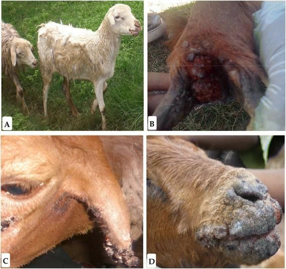 Orf viral infection , animal infection, Orf virus, viruses, Humans, sheep , goat