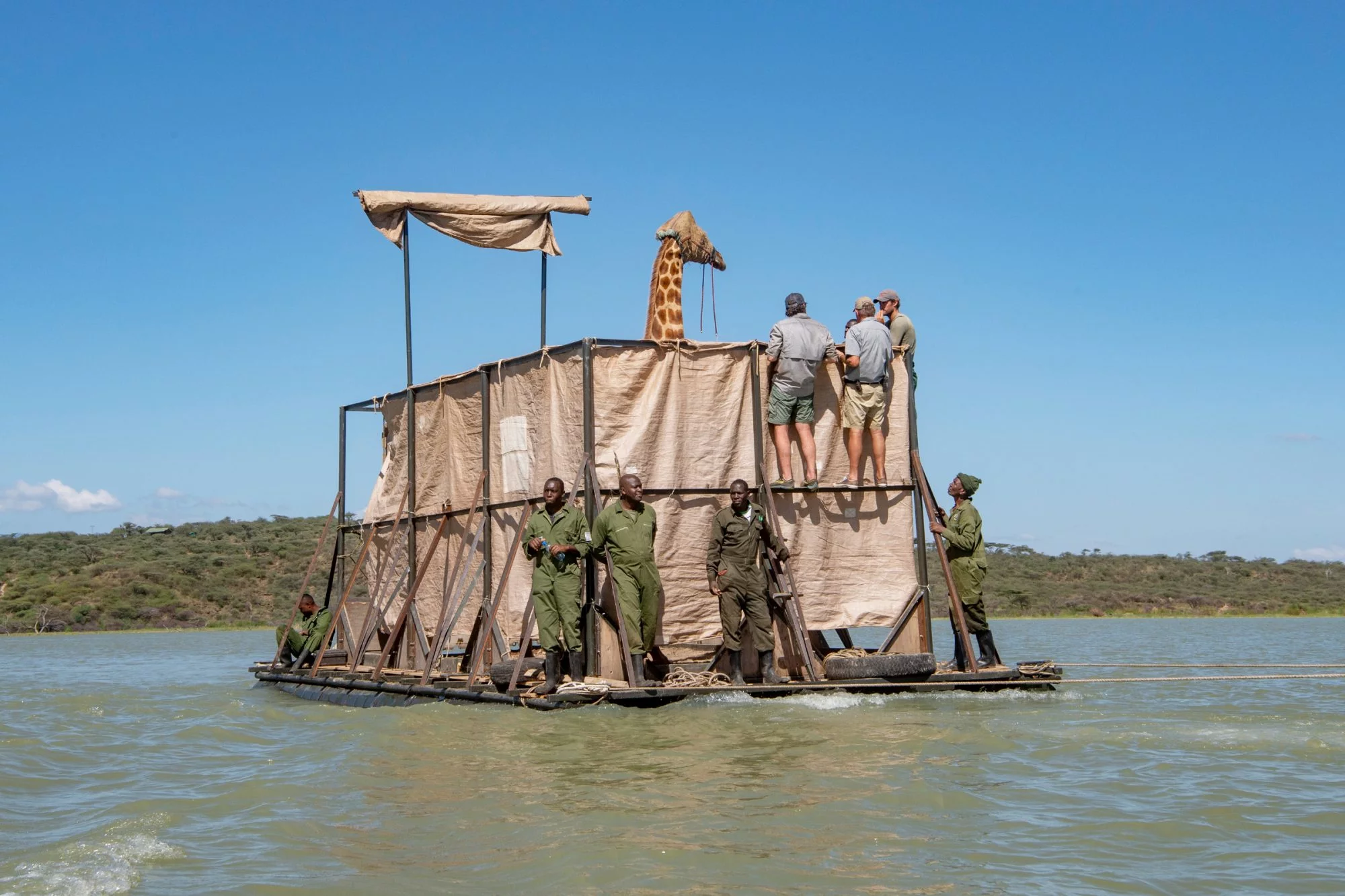 giraffes , mangoes, Asia, Kenya, drug