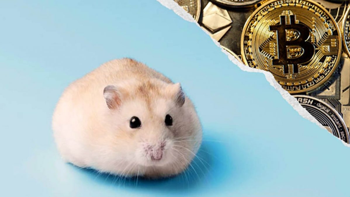 Goxx Capital, Owner , Cryptocurrencies , Hamster, bankruptcy