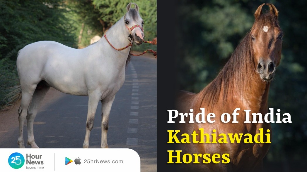 Read About One Of The Top Horse Breed Of The World Kathiawadi Aka read-about-one-of-the-top-horse-breed-of-the-world-kathiawadi-aka