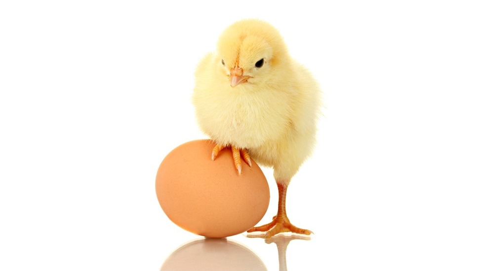 Chicken or Egg?, Egg or Chicken?, Which came first egg or chicken?, Scientific study, Most Famous riddle