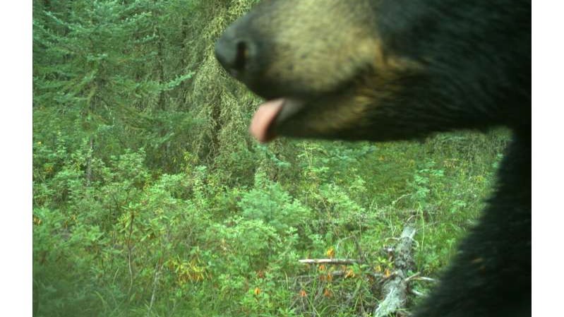 Protected areas promote mammal diversity, mammal diversity, Burton, Biological Diversity, analyzed